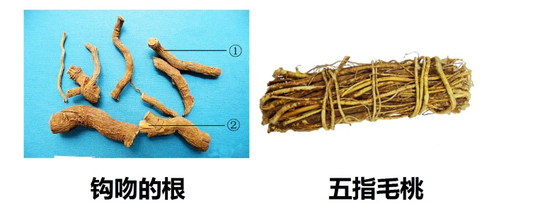 紧急提醒！杭州野外大量出现，千万别采、千万别吃！