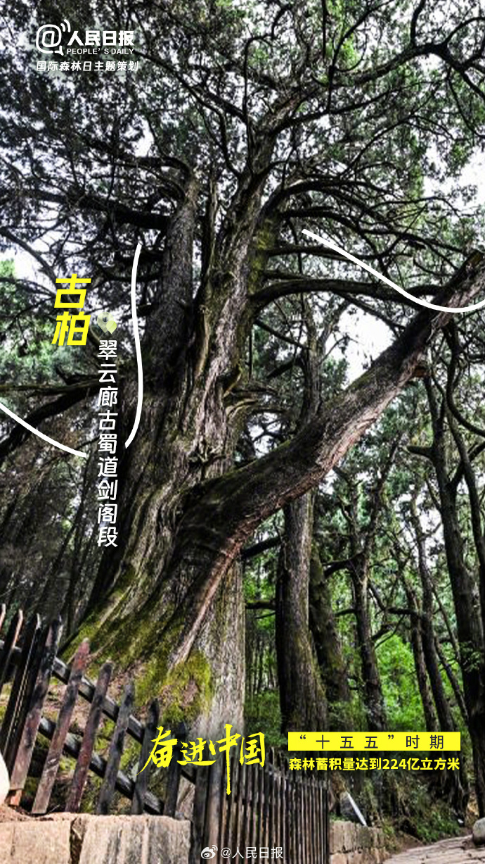 国际森林日:打卡中国森林里的“天赋型选手” 国际森林日:打卡中国森林里的“天赋型选手”