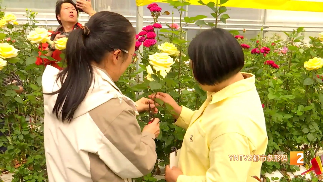 昆明→广西！"文秀"回家了！