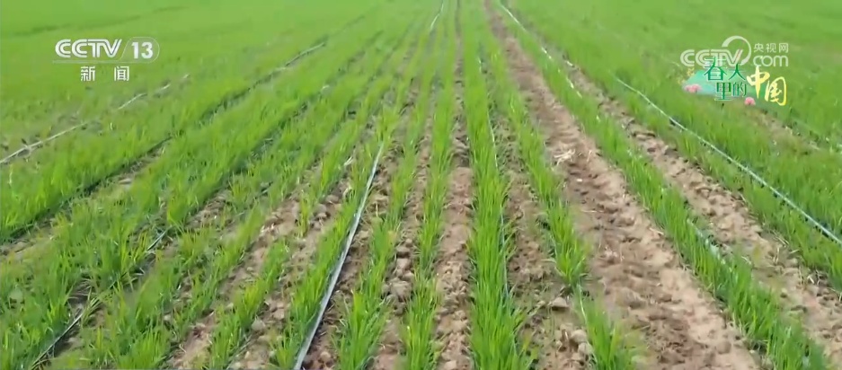 向科技要产能 跑好春耕“第一棒” 智慧农业为夯实夏粮生产基础赢得主动