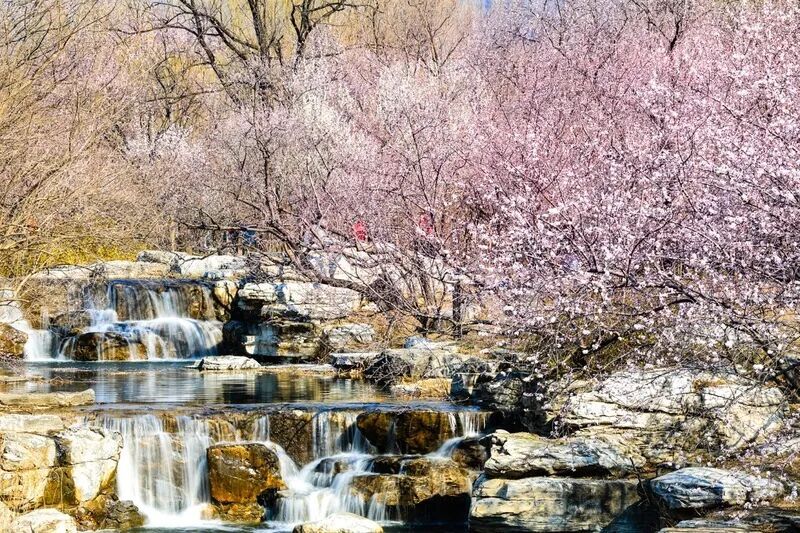 国家植物园的春花排期来了——