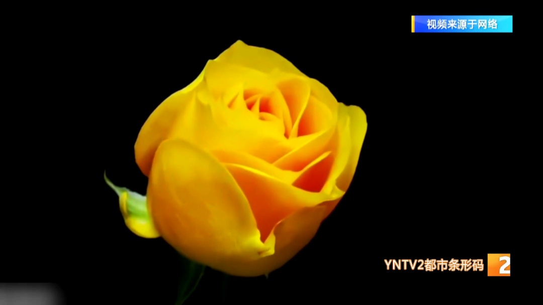 昆明→广西！"文秀"回家了！