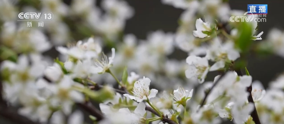 “一朵春花”串联起乡村文旅新业态 春日限定美景激活乡村经济“一池春水” “一朵春花”串联起乡村文旅新业态 春日限定美景激活乡村经济“一池春水”