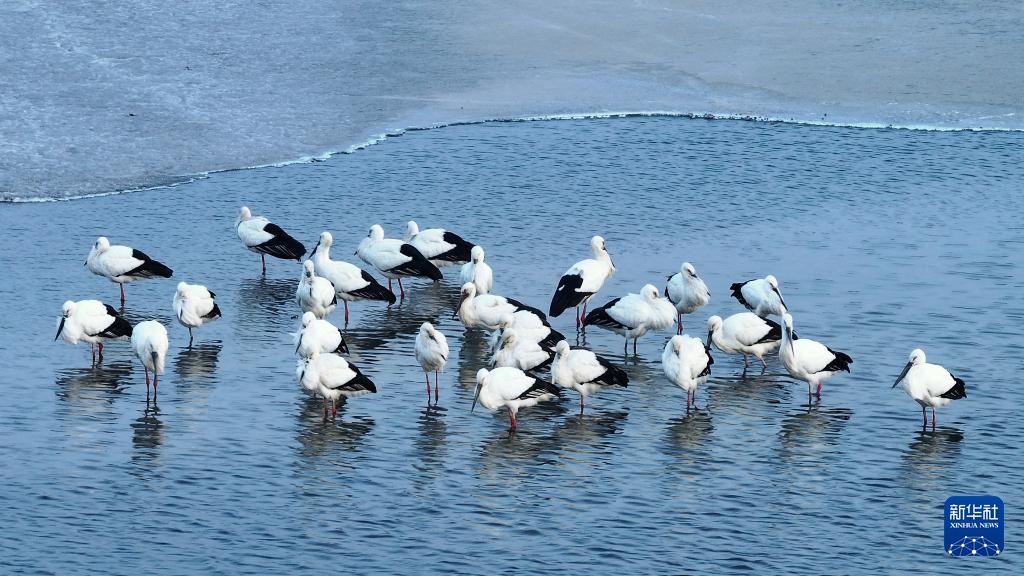 东方白鹳北归龙江赴春约 东方白鹳北归龙江赴春约