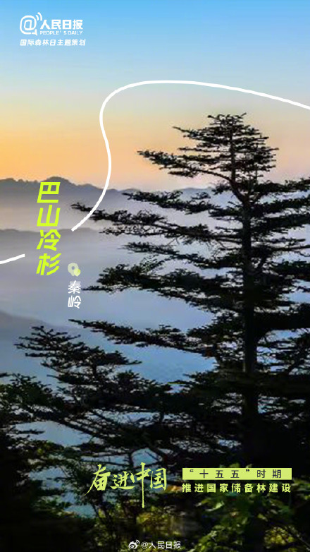 今天国际森林日：打卡中国森林里的天赋型选手