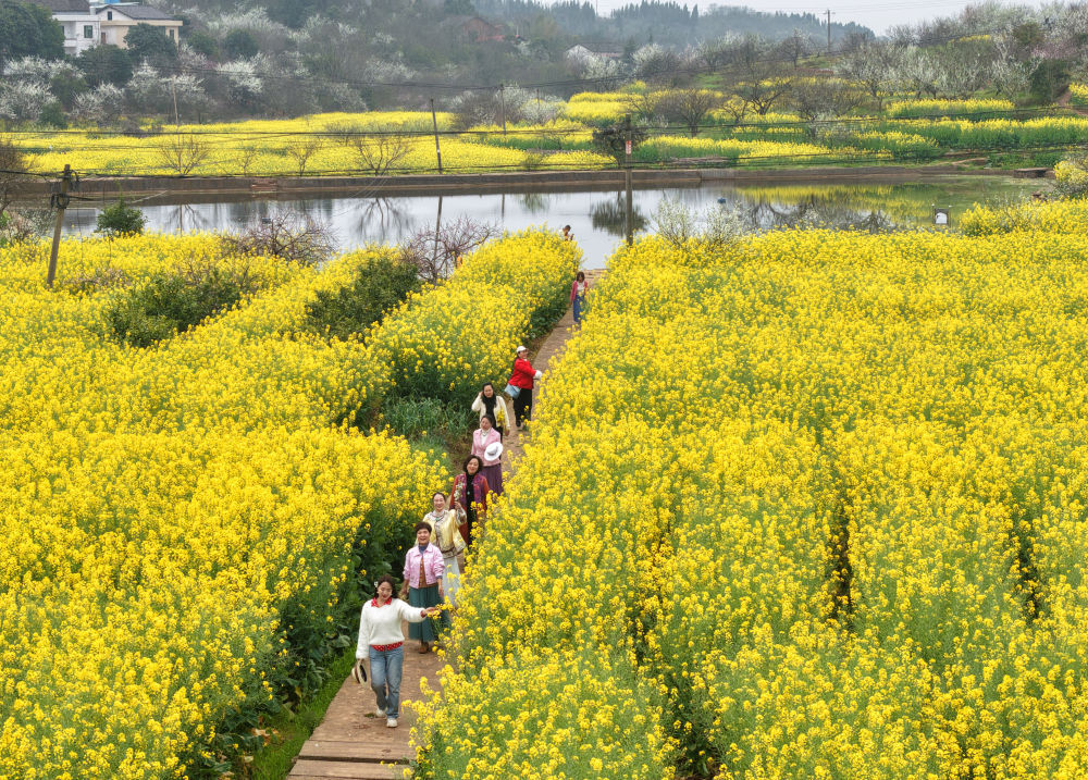 早春的花,为啥多数是黄色的? 早春的花,为啥多数是黄色的?