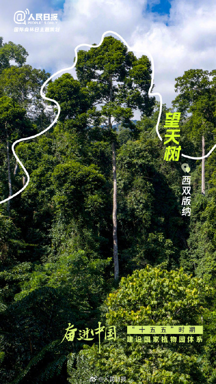 今天国际森林日：打卡中国森林里的天赋型选手