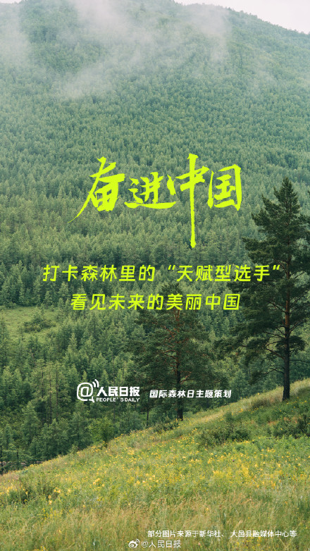 今天国际森林日：打卡中国森林里的天赋型选手