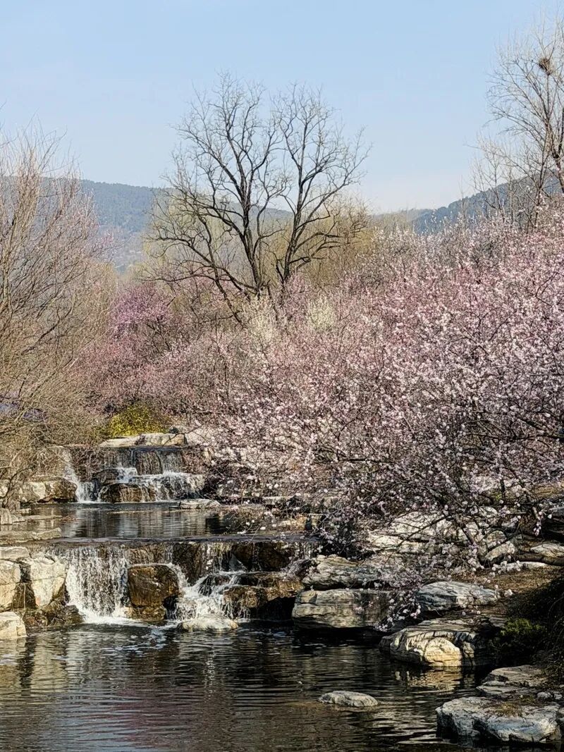 国家植物园的春花排期来了——