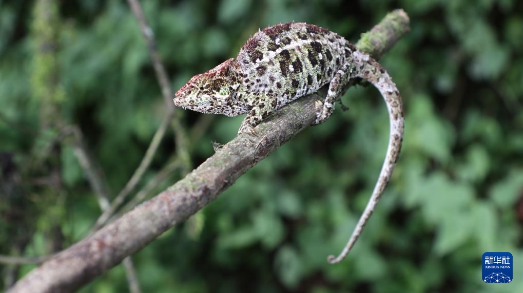 走进马达加斯加拉努马法纳国家公园