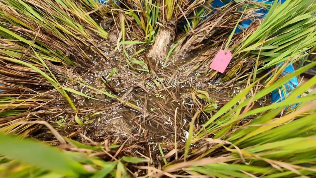 中国科学家首次发现水稻多年生“长寿基因” 有望实现一次栽培年年收获 中国科学家首次发现水稻多年生“长寿基因” 有望实现一次栽培年年收获