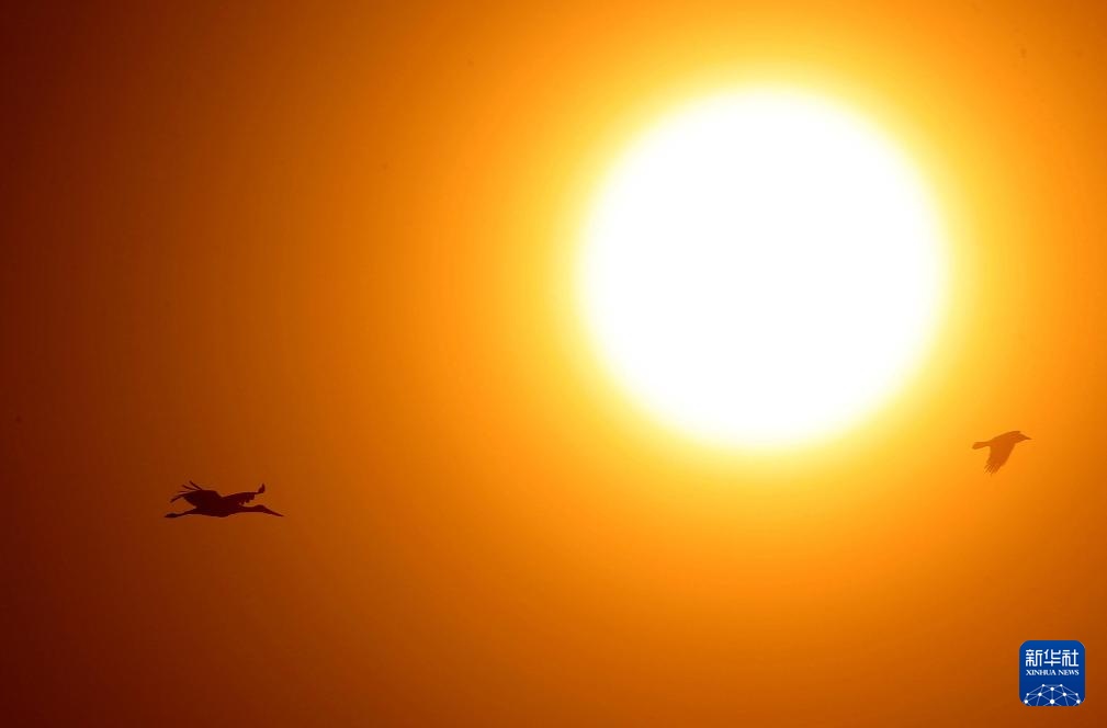 东方白鹳北归龙江赴春约 东方白鹳北归龙江赴春约