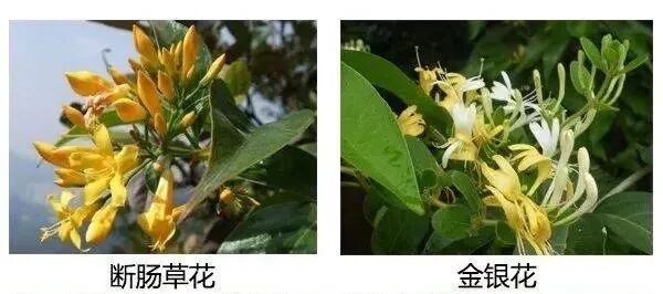 紧急提醒！杭州野外大量出现，千万别采、千万别吃！