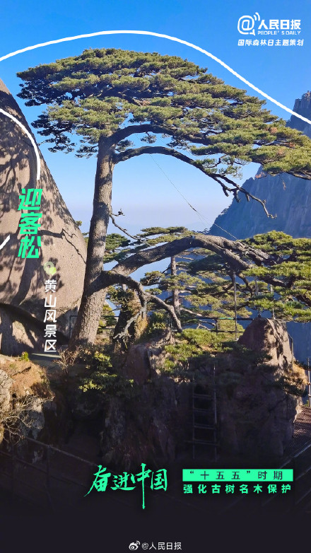 今天国际森林日：打卡中国森林里的天赋型选手