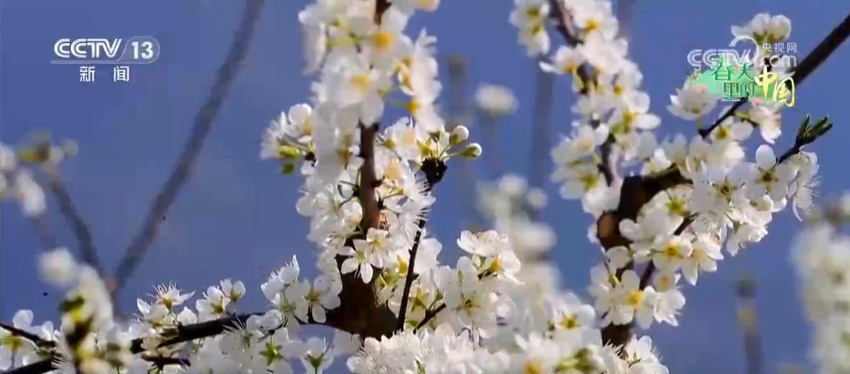 希望的田野万象“耕”新不负春 万亩金色花海点燃富民兴村新引擎