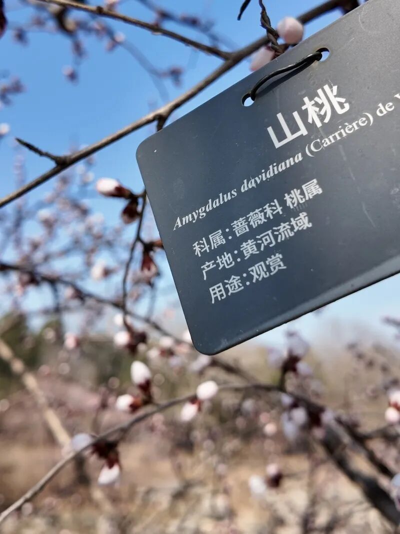 国家植物园的春花排期来了——