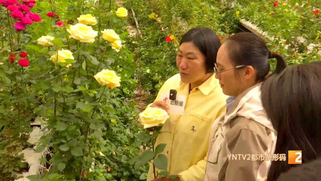 昆明→广西！"文秀"回家了！