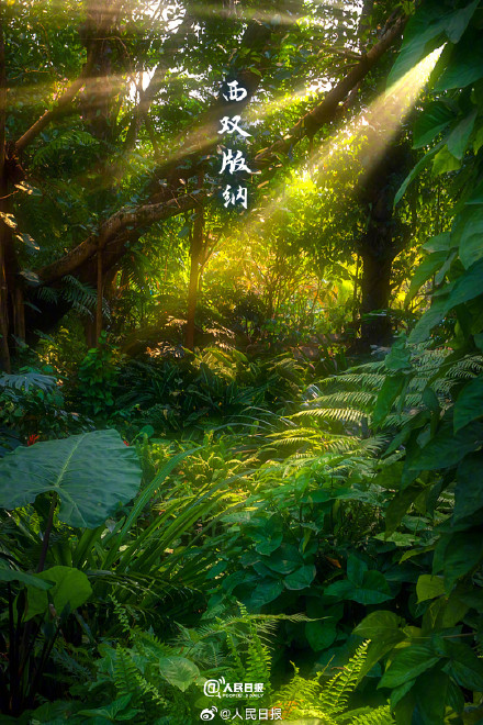 转存！氧气感十足的壁纸