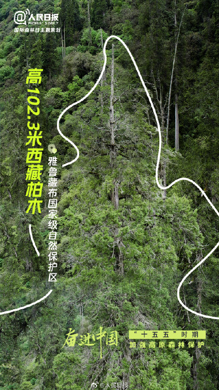 今天国际森林日：打卡中国森林里的天赋型选手