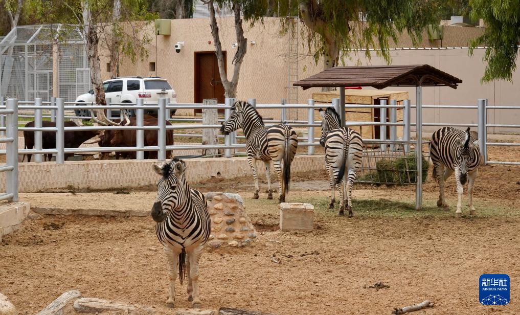 利比亚的黎波里动物园重新开放 利比亚的黎波里动物园重新开放