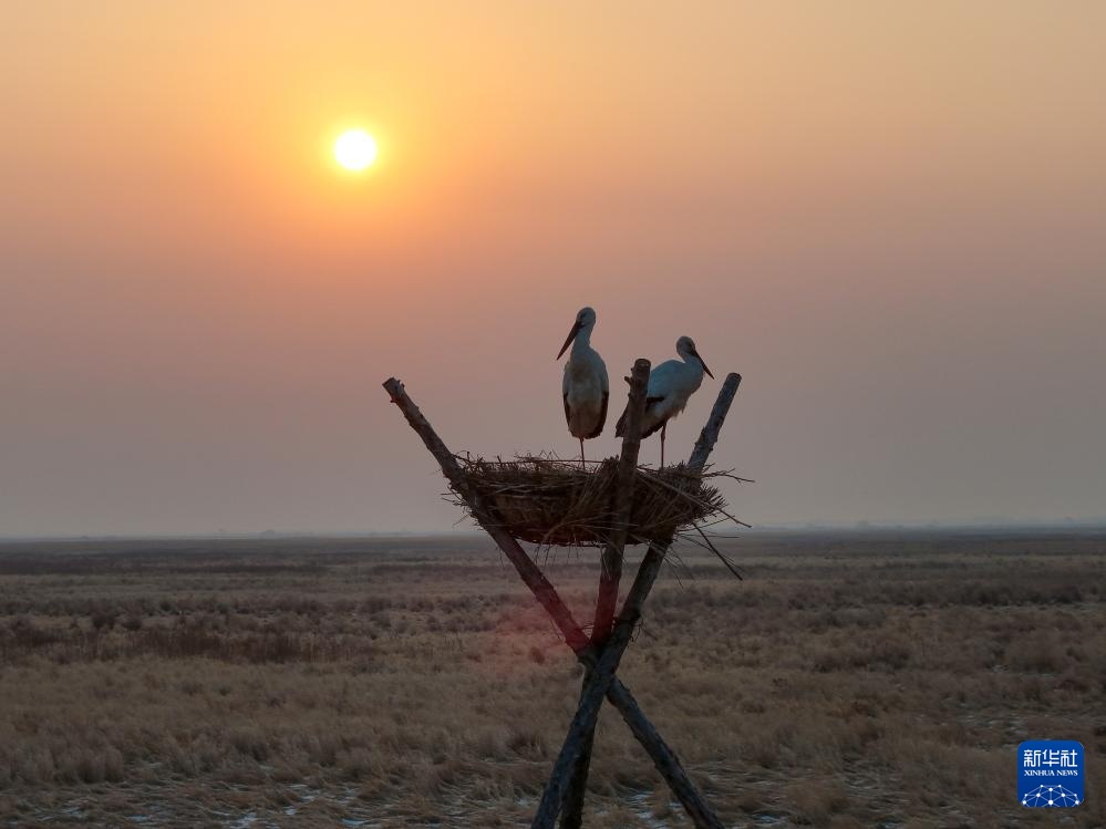 东方白鹳北归龙江赴春约 东方白鹳北归龙江赴春约