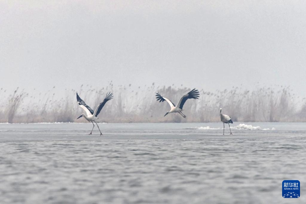 东方白鹳北归龙江赴春约 东方白鹳北归龙江赴春约