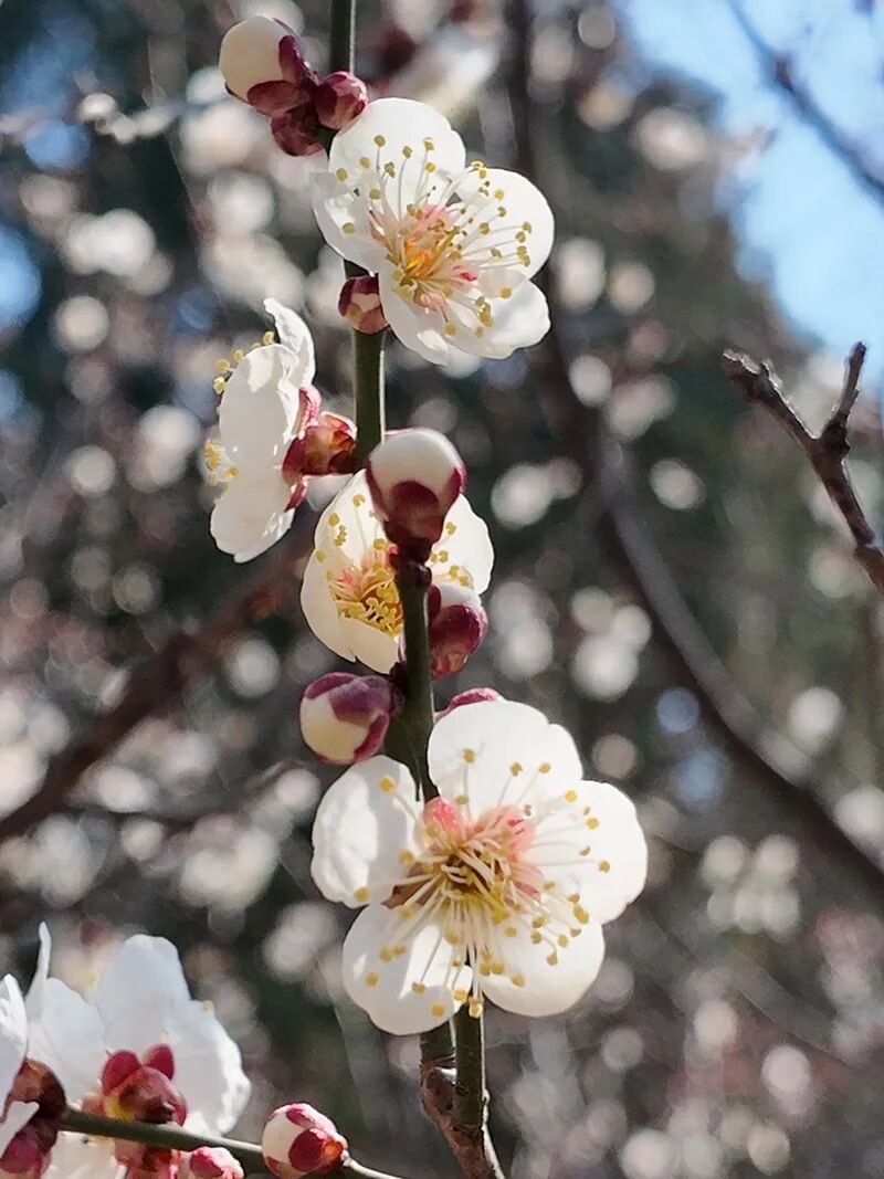 国家植物园的春花排期来了——