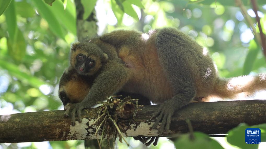 走进马达加斯加拉努马法纳国家公园