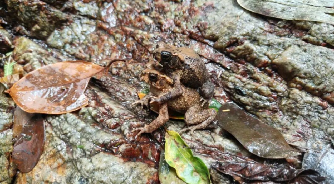 鳞皮小蟾、乐东蟾蜍两物种首次在万宁被发现 鳞皮小蟾、乐东蟾蜍两物种首次在万宁被发现