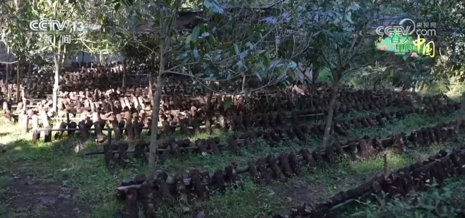 希望的田野万象“耕”新不负春 万亩金色花海点燃富民兴村新引擎