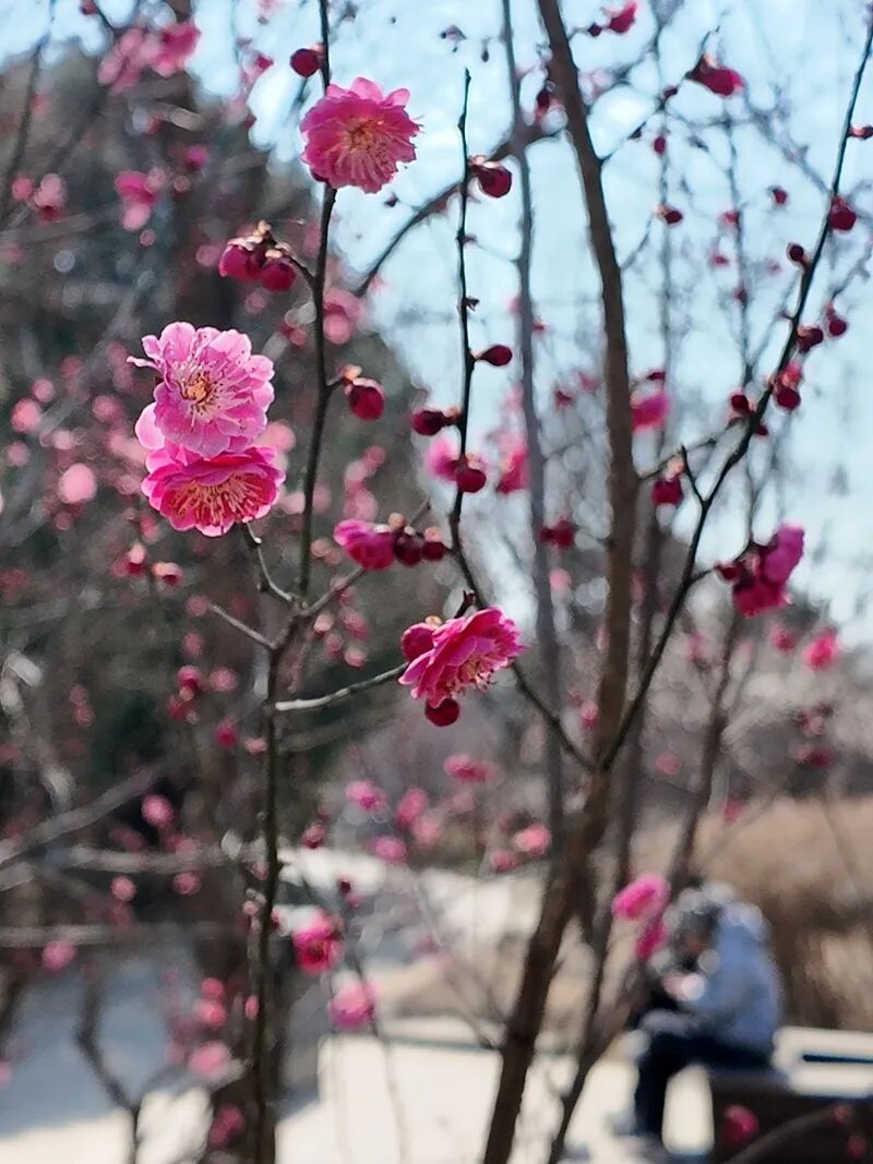 国家植物园的春花排期来了——