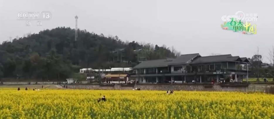 希望的田野万象“耕”新不负春 万亩金色花海点燃富民兴村新引擎