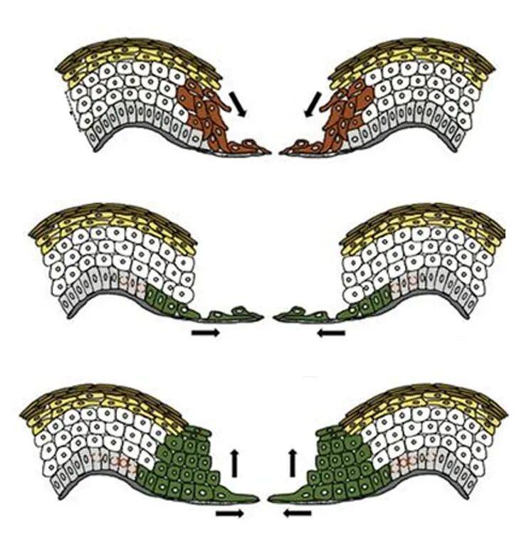 伤口“晾干”好还是“保湿”好?一文给你说清楚 伤口“晾干”好还是“保湿”好?一文给你说清楚