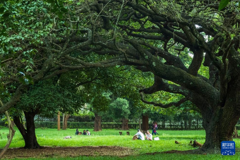 肯尼亚的森林之美 肯尼亚的森林之美