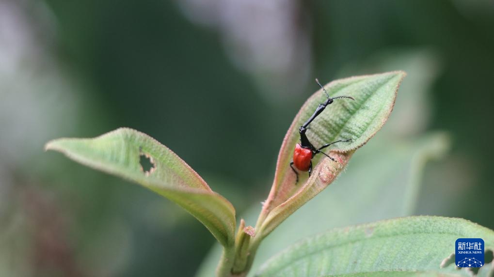 走进马达加斯加拉努马法纳国家公园