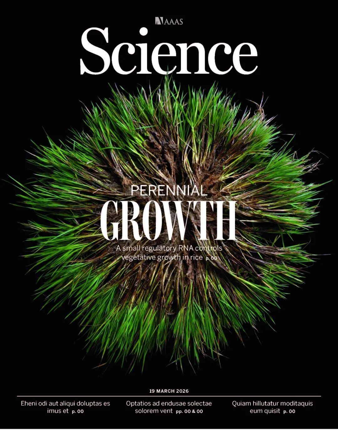 中国科学家首次发现水稻多年生“长寿基因” 有望实现一次栽培年年收获 中国科学家首次发现水稻多年生“长寿基因” 有望实现一次栽培年年收获