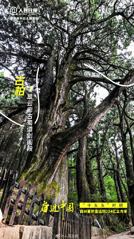 今天国际森林日：打卡中国森林里的天赋型选手