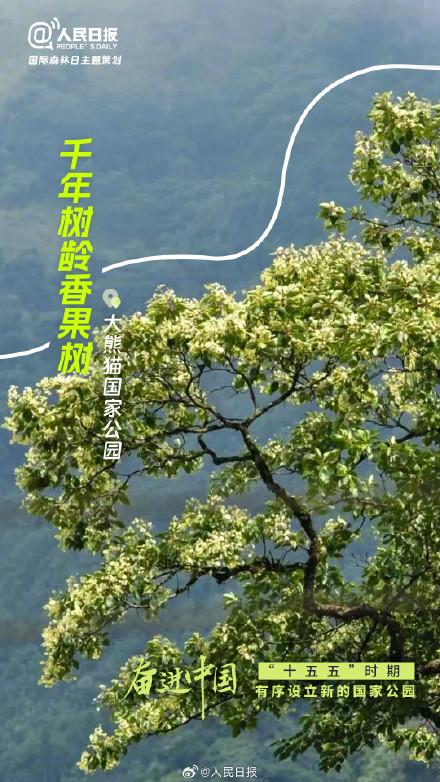 今天国际森林日：打卡中国森林里的天赋型选手