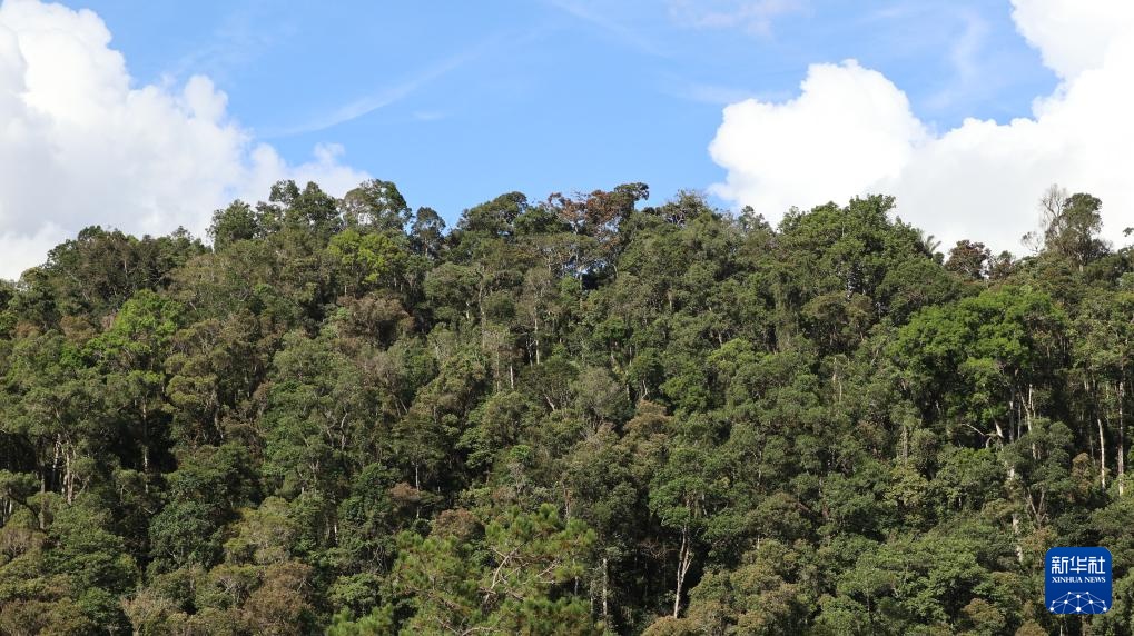 走进马达加斯加拉努马法纳国家公园