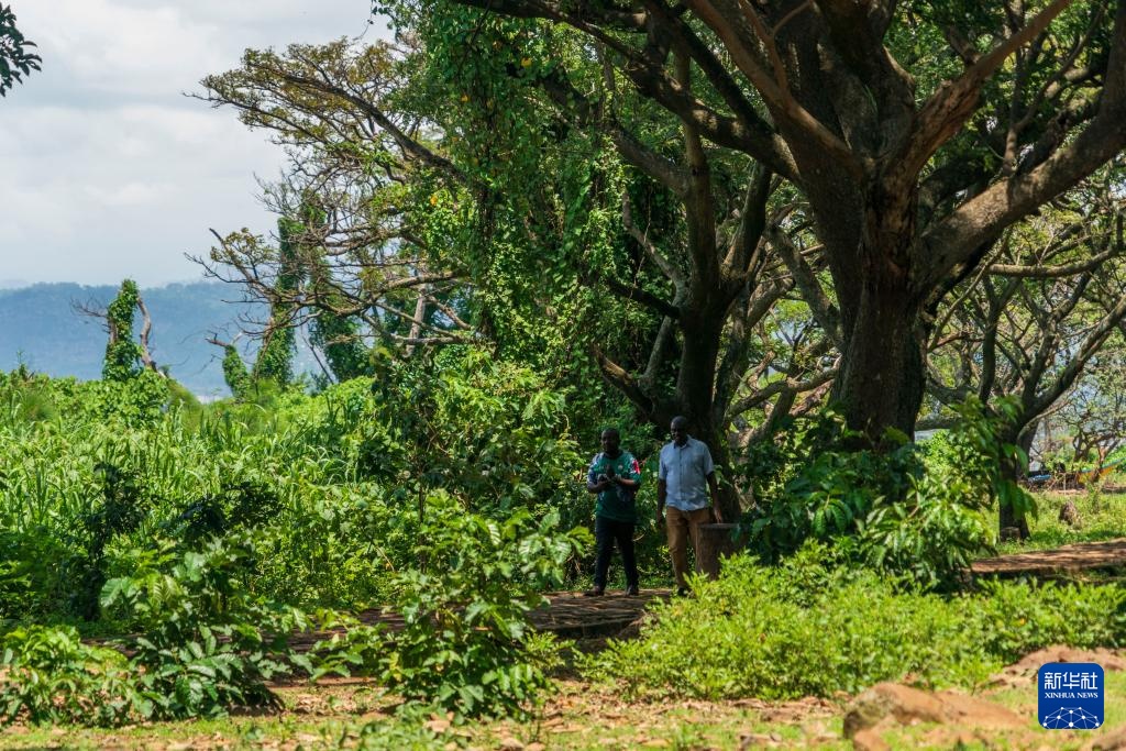 肯尼亚的森林之美 肯尼亚的森林之美
