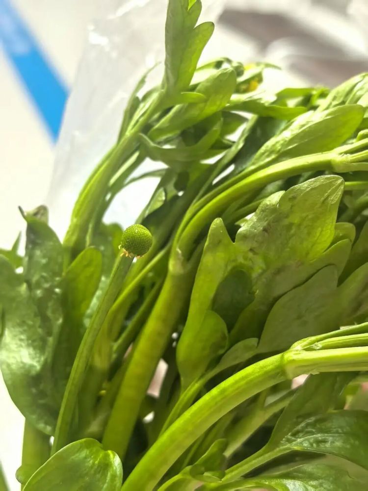 不要采!不要吃!野外正大量出现,姑娘贪嘴多吃,被紧急送医抢救 不要采!不要吃!野外正大量出现,姑娘贪嘴多吃,被紧急送医抢救