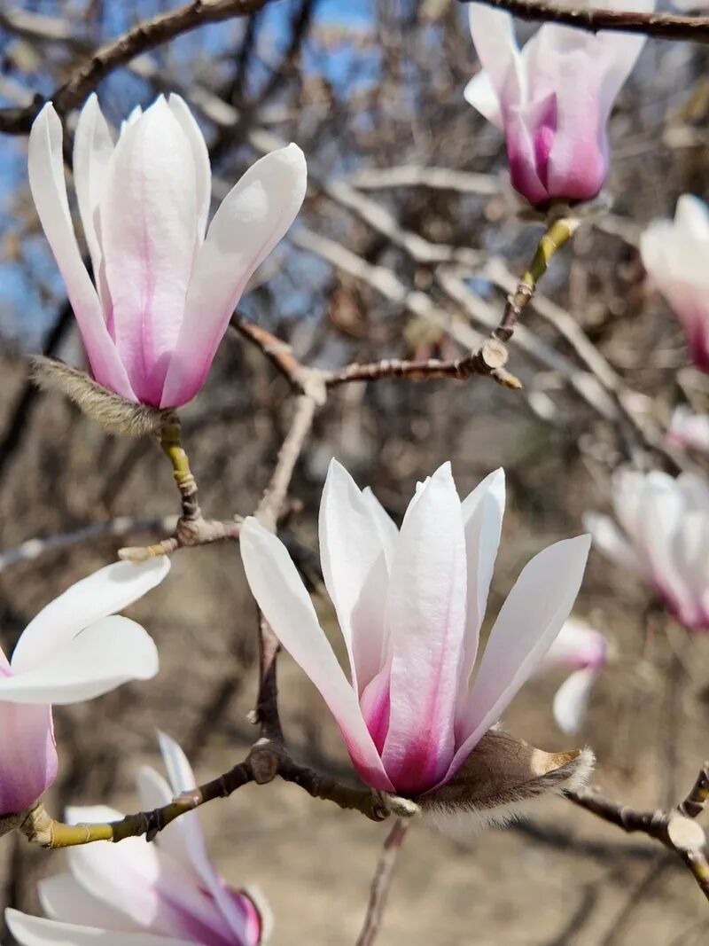 国家植物园的春花排期来了——