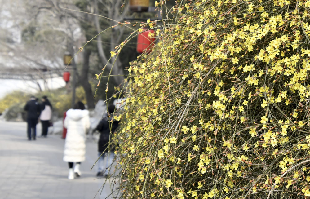 早春的花,为啥多数是黄色的? 早春的花,为啥多数是黄色的?