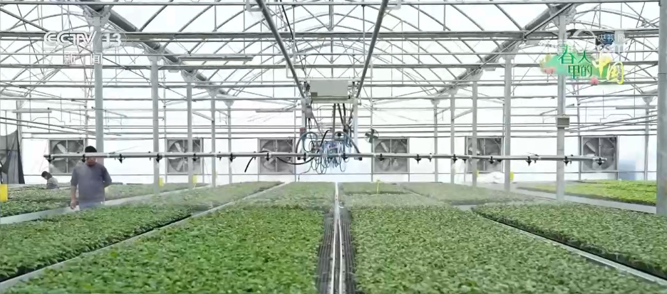 希望的田野万象“耕”新不负春 万亩金色花海点燃富民兴村新引擎