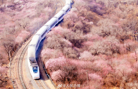 年度限定!北京今年的花海列车上线了 年度限定!北京今年的花海列车上线了