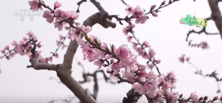 争农时、抢春管、推技术、保丰产 农业科技助力下好春耕生产“先手棋”