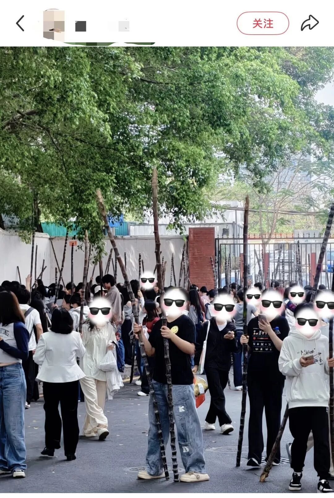 广州高校学子喊话想吃甘蔗？南沙：安排！果蔗送出近千吨