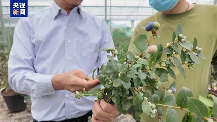 从“贵”族水果到价格亲民 “蓝莓自由”是如何实现的