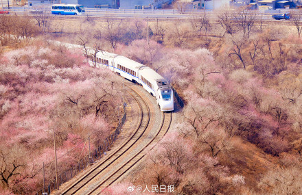 年度限定!北京今年的花海列车上线了 年度限定!北京今年的花海列车上线了