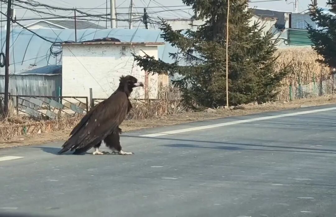 吉林一国道现“巨鸟”过马路，目击者称有近一米高，当地：是只秃鹫，开春时出来觅食